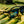 Load image into Gallery viewer, Pine Key